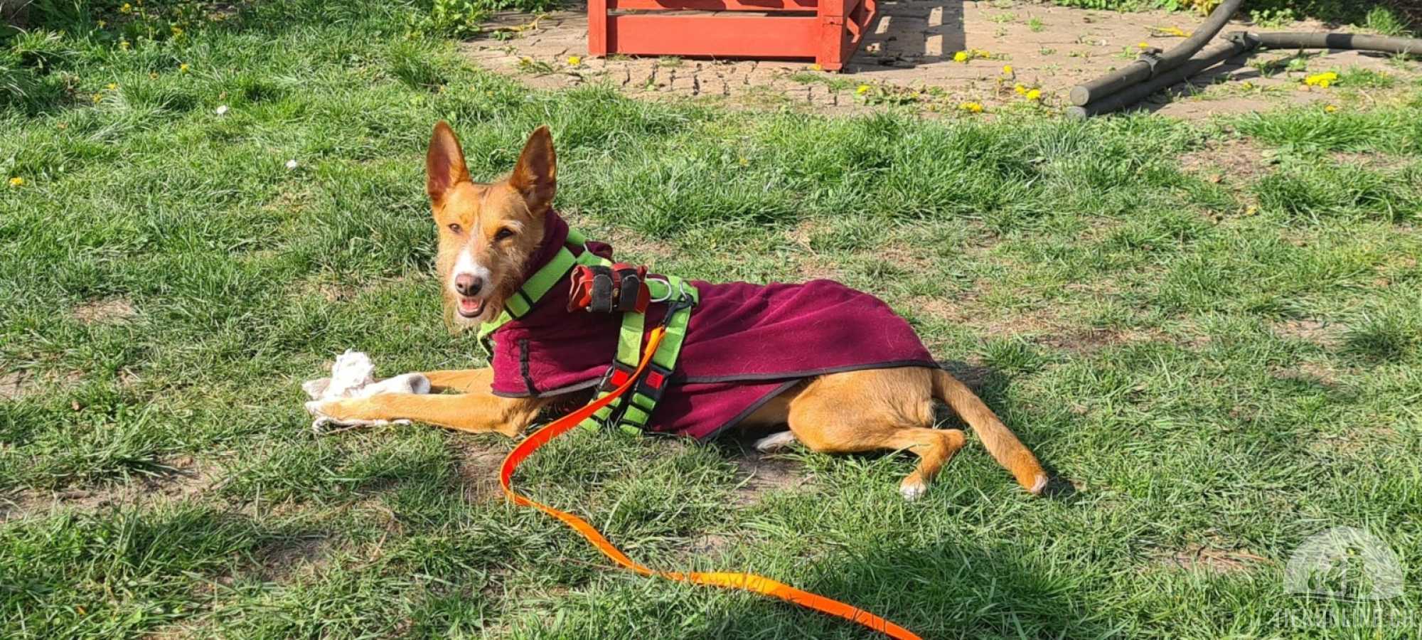 Hunde Deutschland