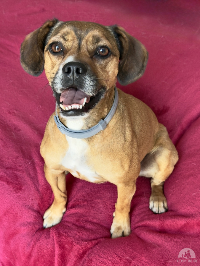 Nelly, ein fröhlicher Sonnenschein sucht ein Zuhause