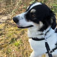 Hunde Schweiz