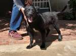 Welpe Nero