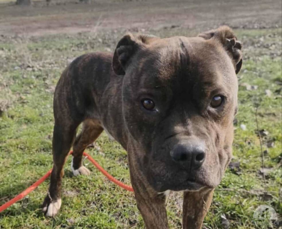 Jacson, lernfreudiger Hundemann