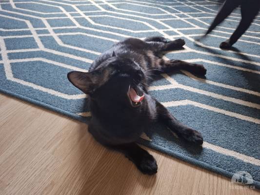 Aufgeweckter Mikel und sanfter Momo (blind) suchen ihre Menschen