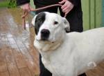 Bayren - ein kleines bisschen über Welpenmaß hinausgewachsen ...