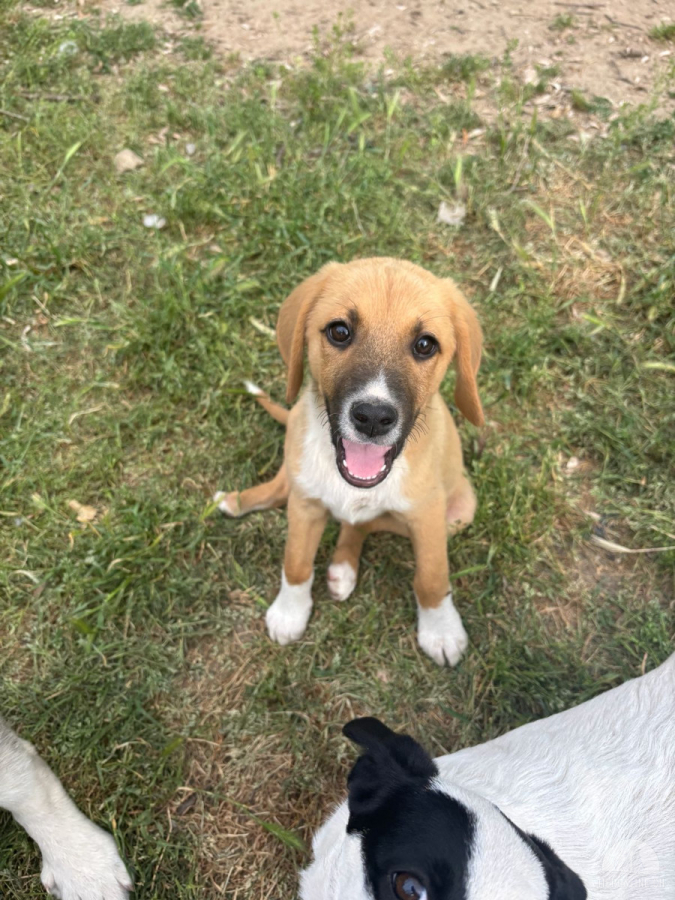 Hunde Deutschland