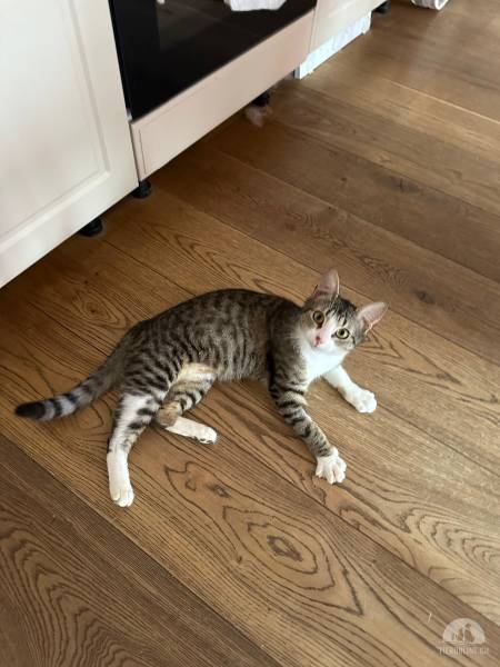 Katzen Deutschland