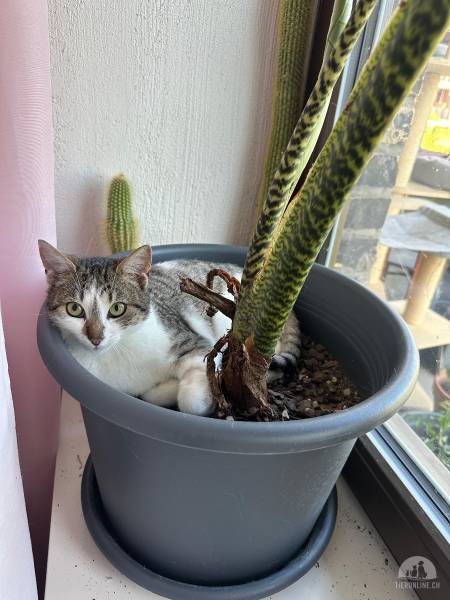 Katzen Deutschland