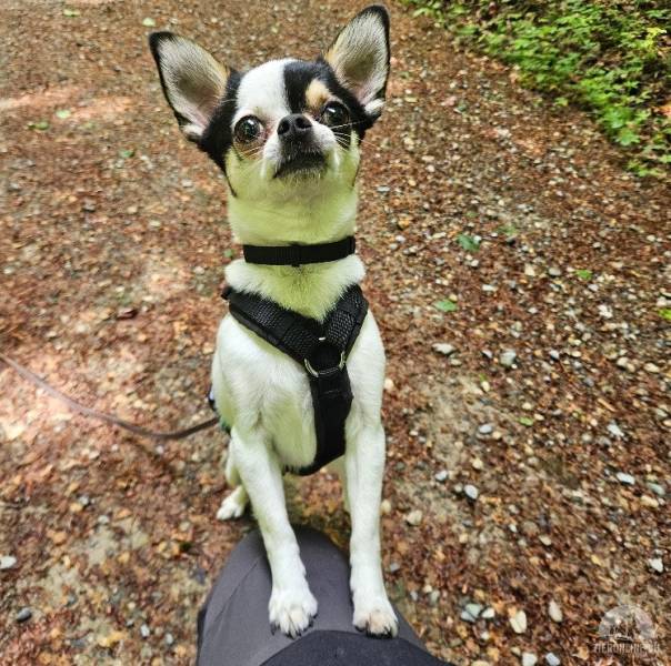 Lyno - möchte als richtigen Hund gesehen werden