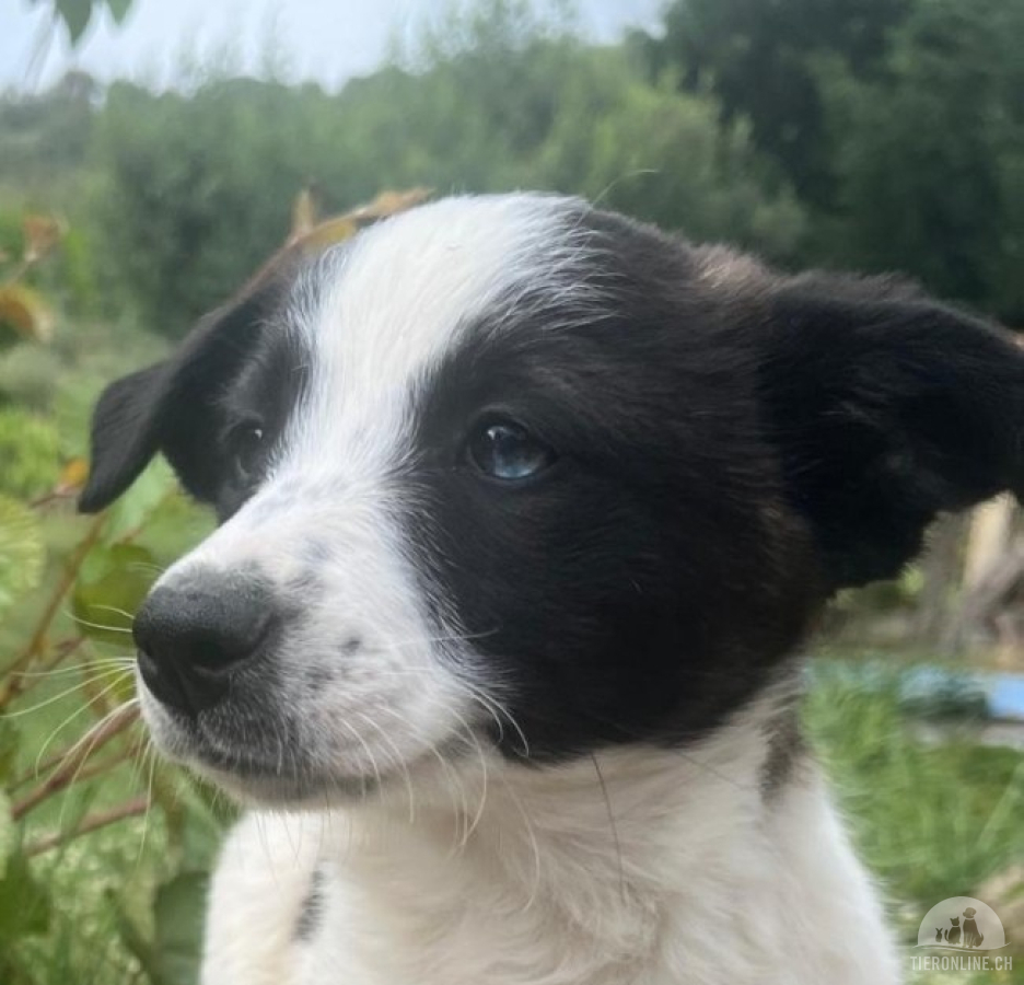 Hunde Schweiz