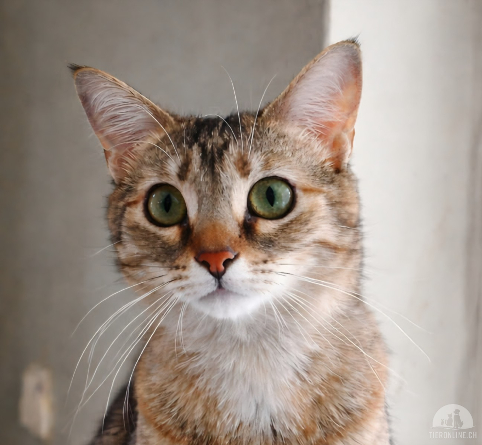 Katzen Ausland