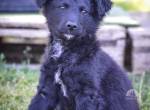 Filou – munterer und vifer Junghund