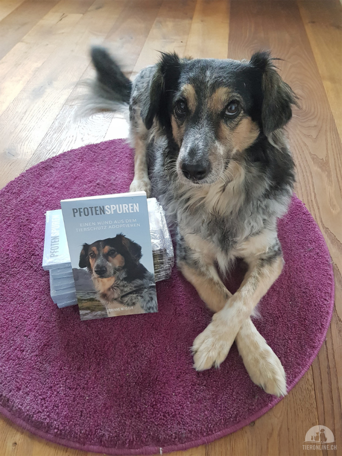 Hundezubehör