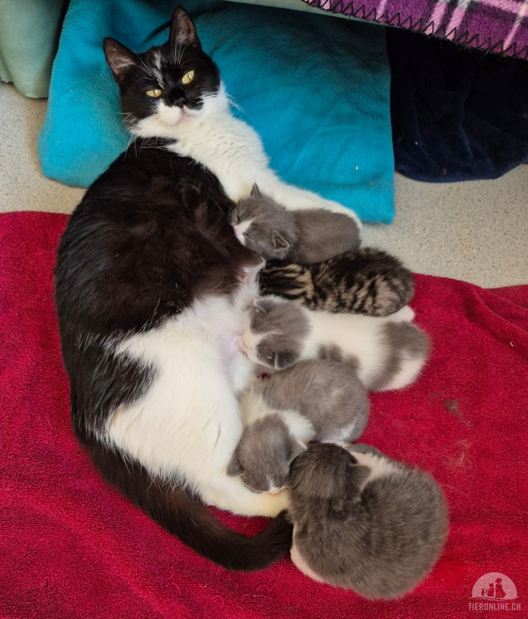 Katzen Schweiz