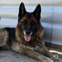 Timo-2, lieber Hundesenior