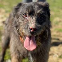 Hunde Schweiz