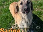 Sarina sucht ihre Menschen mit Herz