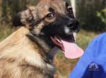Tony ist ein Traumhund, verschmust, verspielt und liebt alle