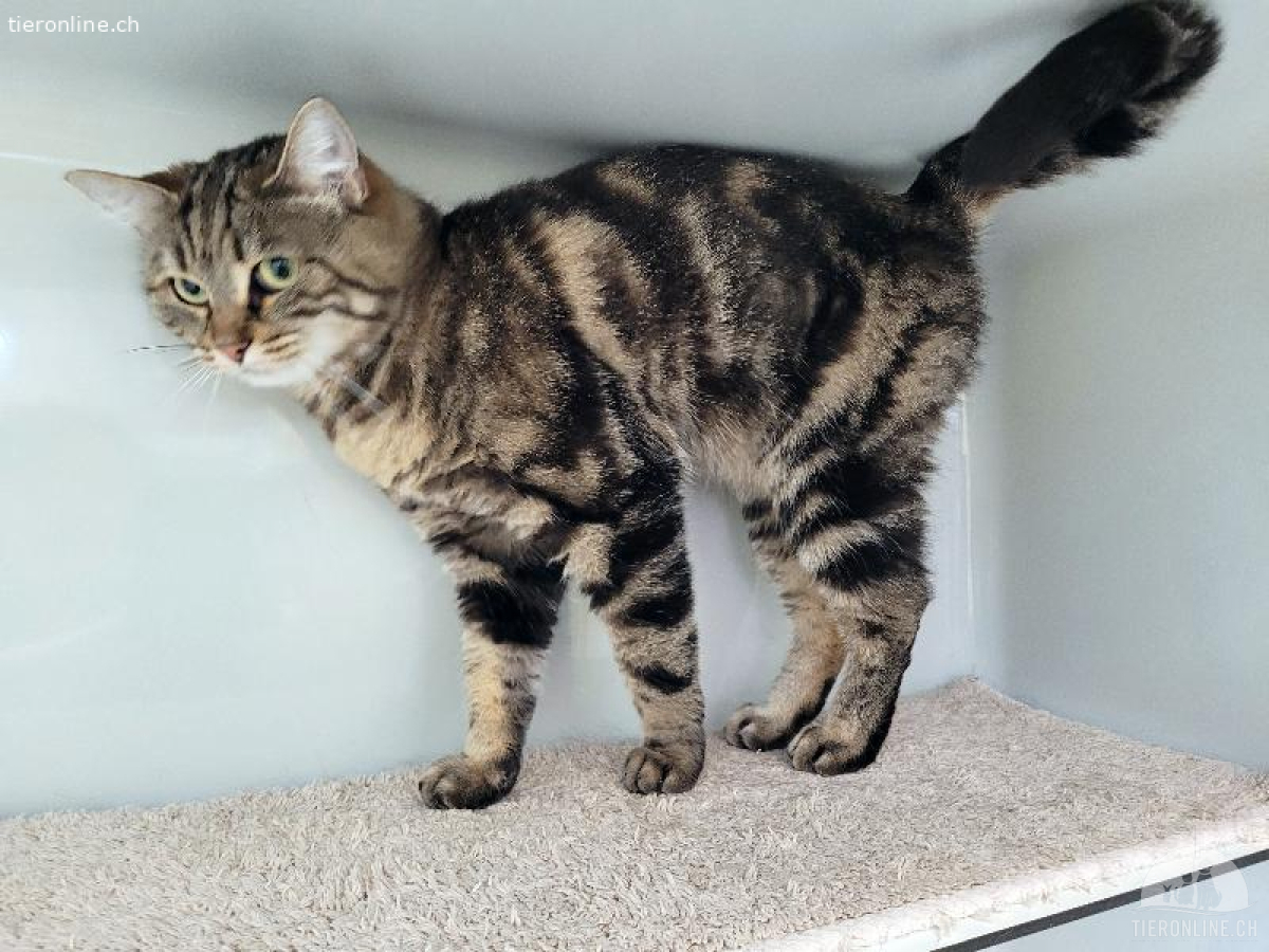 Simba & Tüfeli, zwei freundliche Katzendamen