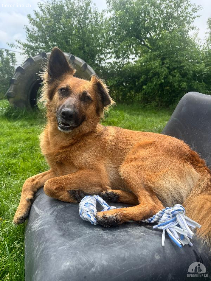 Benny – sensibler Herzenshund sucht erfahrenes Zuhause