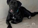 Cane Corso - Einzelprinzessin sucht