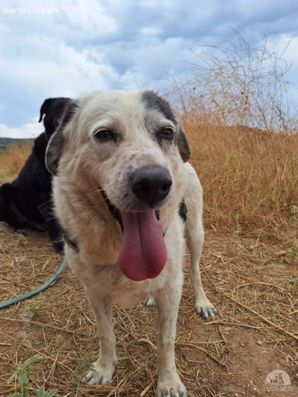 Katia- Senior-Hund sucht endlich Sicherheit & Liebe