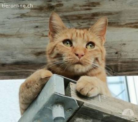 Kylo 6j. sucht ein Zuhause mit Freigang (katzenarme Gegend)