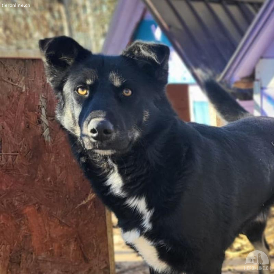 Baloo – Cleverer Hundemann sucht Zuhause