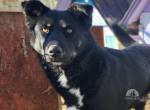 Baloo – Cleverer Hundemann sucht Zuhause