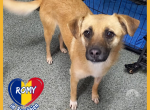 Romy, auf der suche nach Liebe und Geborgenheit