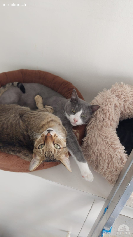 Wohnungskatzen-Liebespäärli Tuli & Ben (Fiv/Felv neg.)