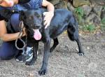 Saffiro - Ein Schritt Richtung Hundeglück