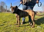 Berci, sportlicher Hundemann