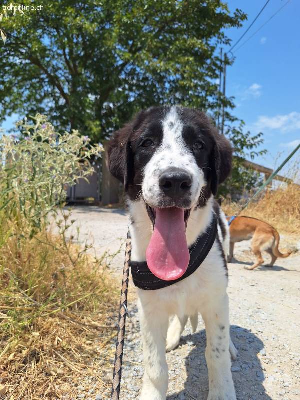Liebevoller Junghund Lazlo sucht sein Happy End