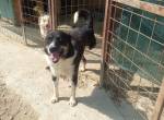 Suki tapfere Hundedame sucht liebevolles Zuhause