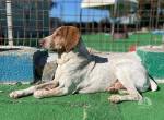 EIN PFOTENPLATZ IN DEINEM HERZEN, ADOPTIERE LUCKY