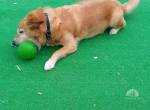 HERMES SUCHT EINEN DEFINITIVEN PLATZ IM HERZEN EINER FAMILIE