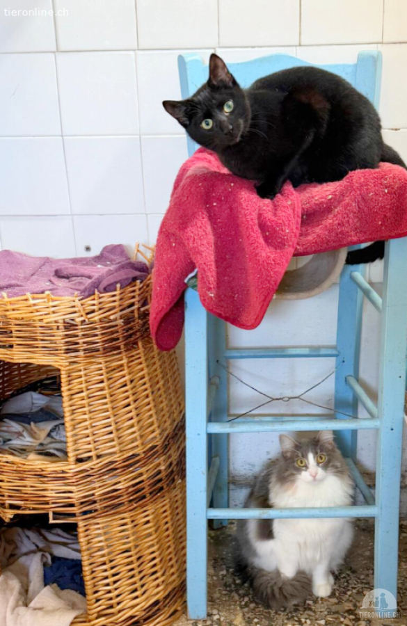Traumpäärli mit Herz: Nero & Letti (reine Wohnungskatzen)