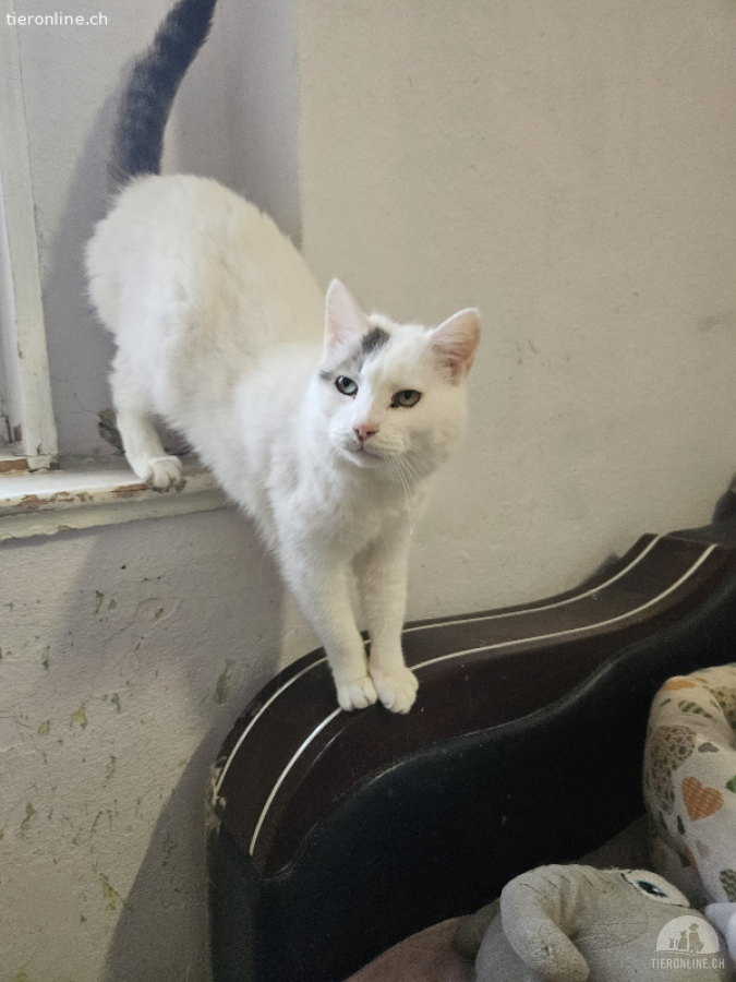 Zarte Katzendame sucht liebevolles Zuhause
