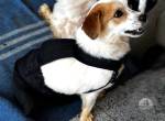 GIX- kleiner Hund mit großem Herz