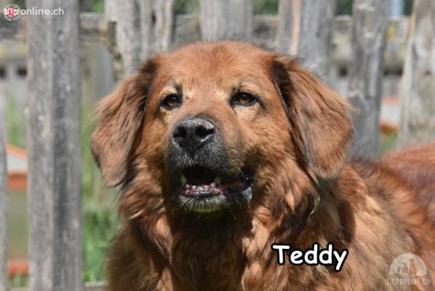 TEDDY