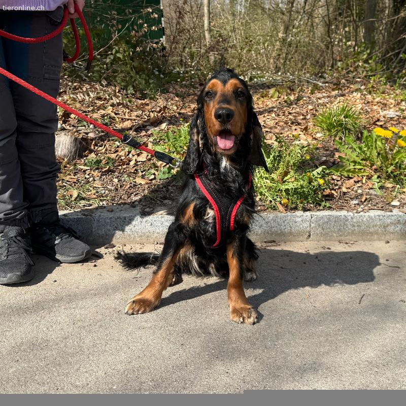 Pablo, Cocker Spaniel – Hund zur Adoption in Zürich (ZH)