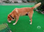 HERMES SUCHT EINEN DEFINITIVEN PLATZ IM HERZEN EINER FAMILIE