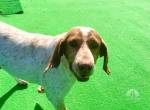 EIN PFOTENPLATZ IN DEINEM HERZEN, ADOPTIERE LUCKY