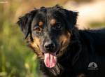 Wundervolle Missy (2 Jahre)  sucht ihr Für-immer-Zuhause