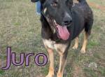 Juro ist bereit für gemeinsame Abenteuer