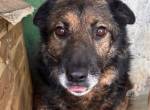 Clarence - 7 Jahre alter Mischlingsrüde