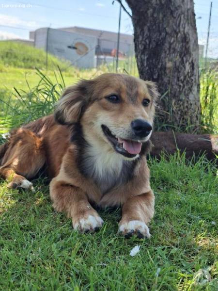 Milly - ist auf Probe im neuen Zuhause