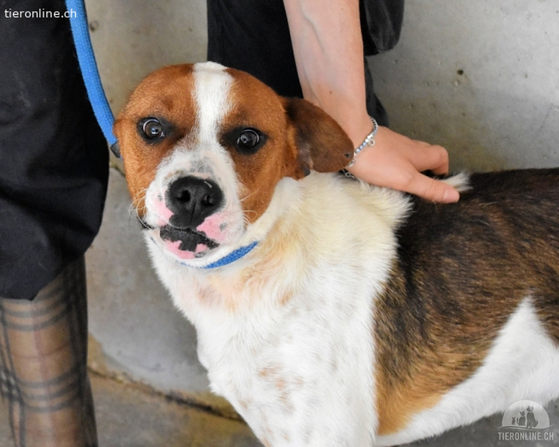 Olli - Quirliges Hundekind braucht dringend Familie