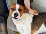 Olli - Quirliges Hundekind braucht dringend Familie
