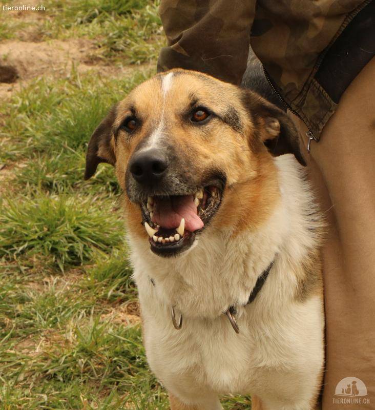 Scooby - aktiver Begleiter für aktive Menschen!
