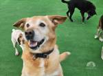 HERMES SUCHT EINEN DEFINITIVEN PLATZ IM HERZEN EINER FAMILIE